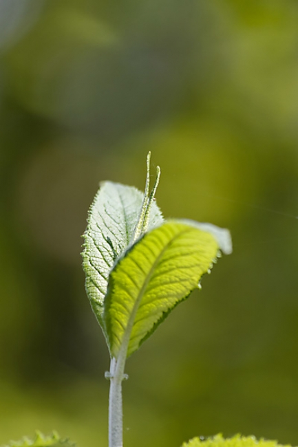 Jardin des Impressionnistes-003